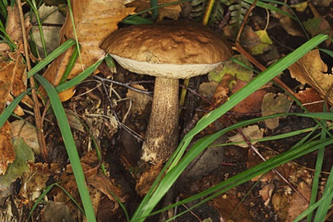 Porcinello